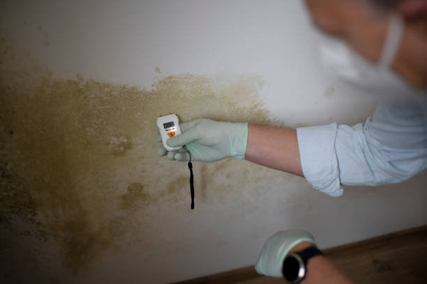 Best Black Mold Remediation in March Ar, CA