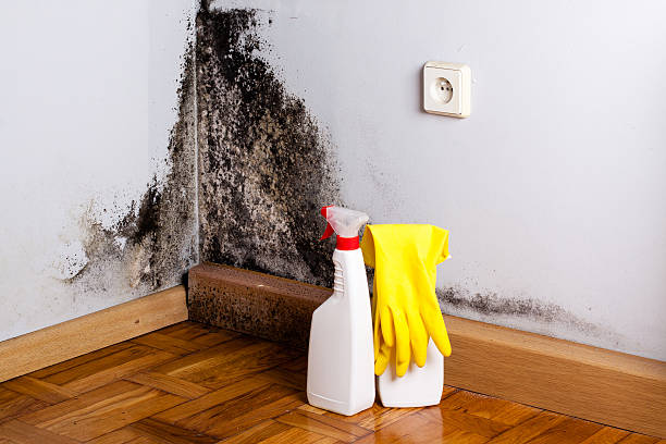 Best Post-Flood Mold Remediation in March Ar, CA